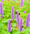 Hyssop Purple Giant